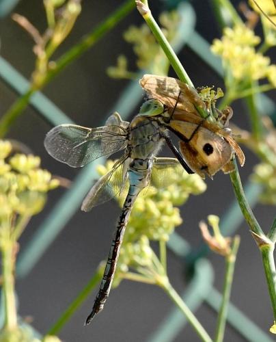 Anax parthenope